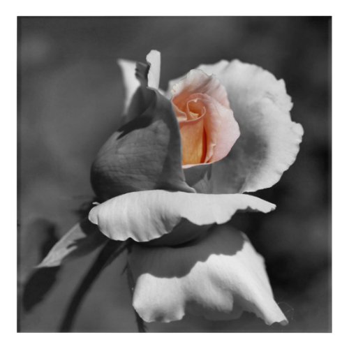 Peach Rosebud Partial Color Flower  Acrylic Print