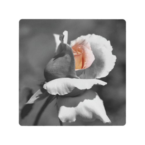 Peach Rosebud Partial Color Flower  Metal Print