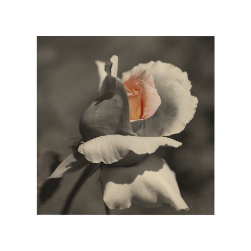 Peach Rosebud Partial Color Flower   Wood Wall Art