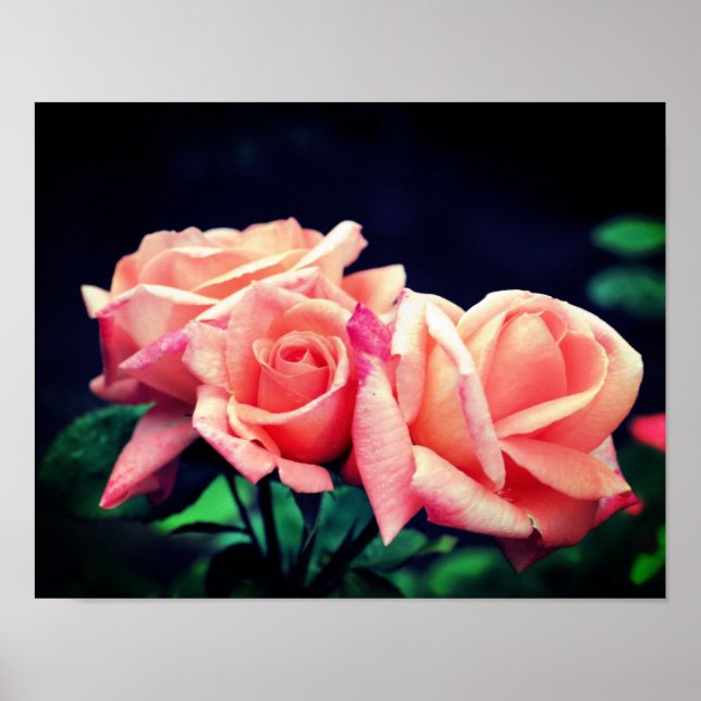 Peach Rosebud Trio  Poster (Front)