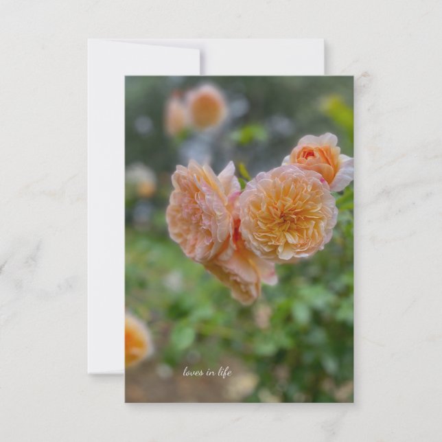 Peach Roses  Note Card (Front)
