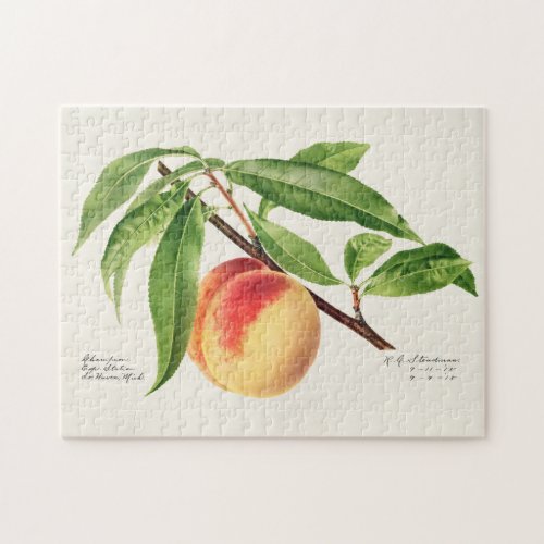 Peach Twig Prunus Persica Fruit Painting Jigsaw Puzzle