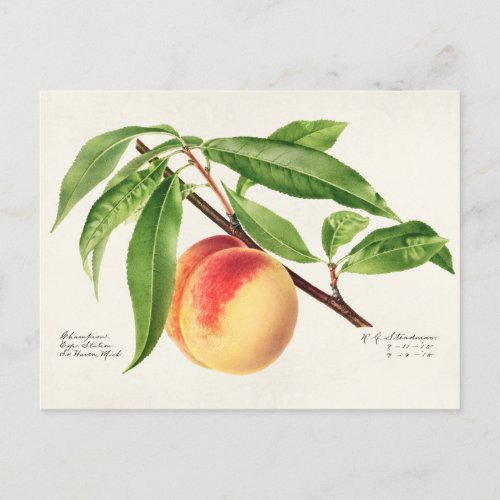 Peach Twig Prunus Persica Fruit Painting Postcard
