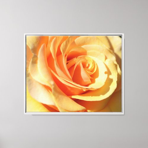 Peach Yellow Rose Canvas Print