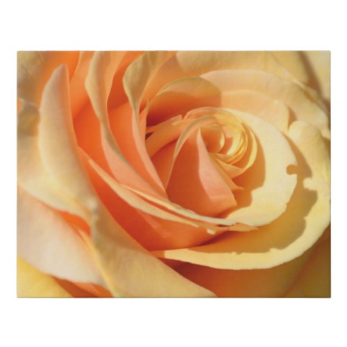 Peach Yellow Rose Faux Canvas Print