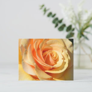 Peach Yellow Rose Postcard