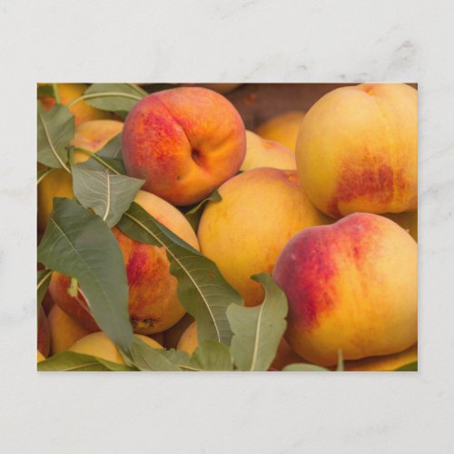 peaches postcard