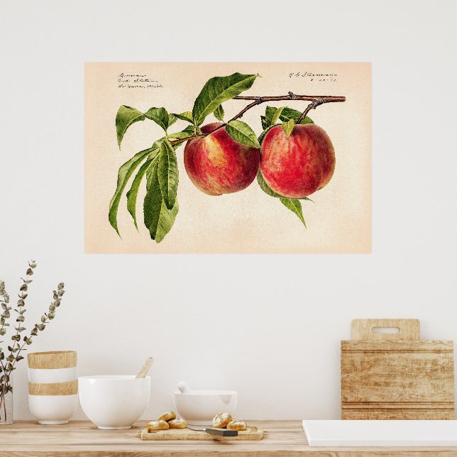Peaches (Prunus Persica) by Royal Charles Steadman Poster (Kitchen)