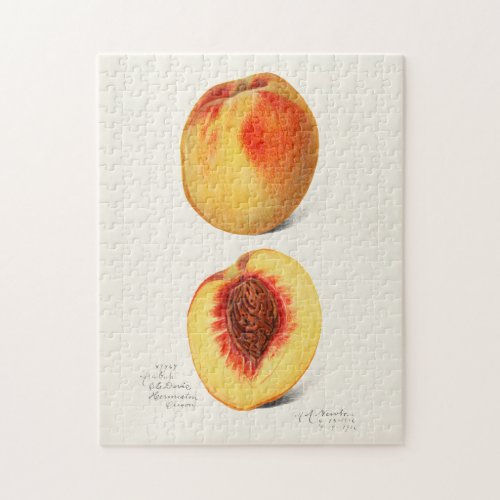 Peaches Prunus Persica Fruit Watercolor Painting Jigsaw Puzzle