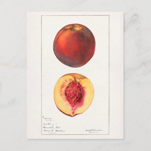 Peaches Prunus Persica Fruit Watercolor Painting Postcard