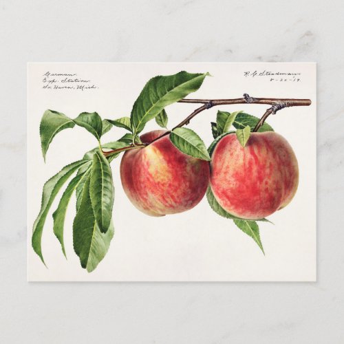 Peaches Prunus Persica Fruit Watercolor Painting Postcard