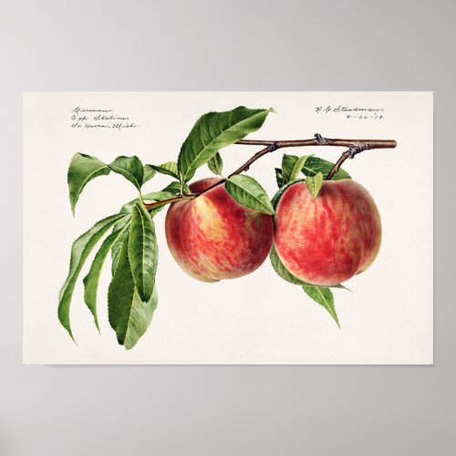 Peaches Prunus Persica Fruit Watercolor Painting Poster