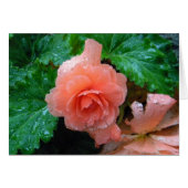 Peachy Begonia (Front Horizontal)