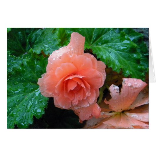 Peachy Begonia Cards (Front Horizontal)