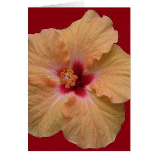 Peachy Hibiscus Cards (Front)