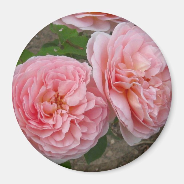 Peachy Pink English Rose 3" Round Magnet (Front)