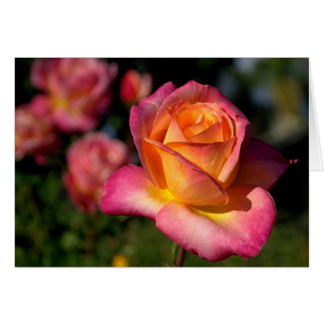 Peachy Pink Rose Blank Note Card (Front Horizontal)