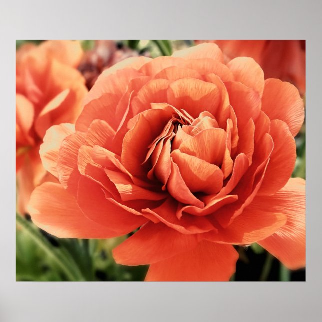 Peachy Ranunculus Flower Poster (Front)
