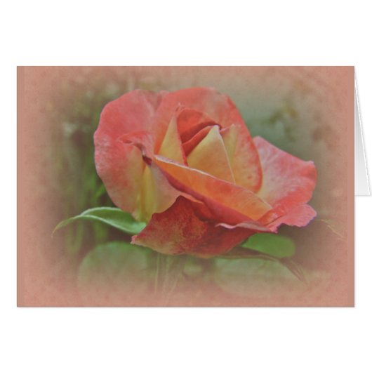 Peachy Rose Blossom Cards (Front Horizontal)