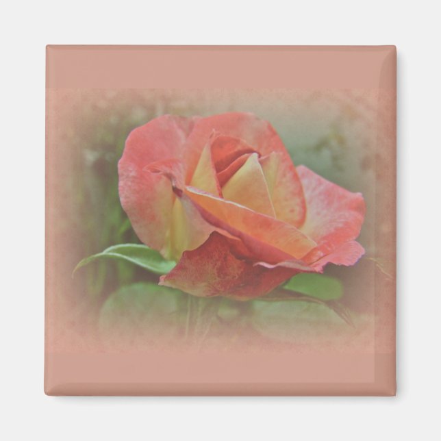 Peachy Rose Blossom Magnet (Front)