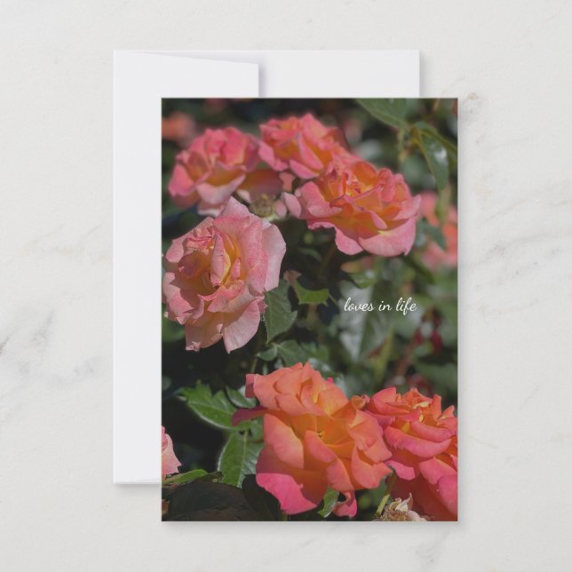 Peachy, Salmon Colored Roses Note Card (Front)