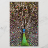 Peacock (Front)