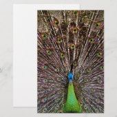 Peacock (Front/Back)