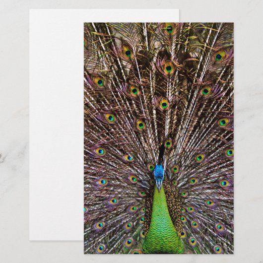 Peacock (Front/Back)