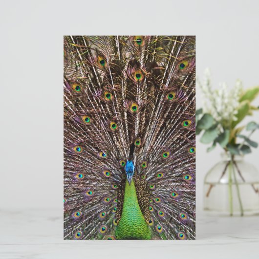 Peacock (Standing Front)