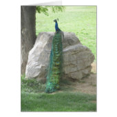 Peacock (Front)