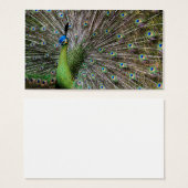 Peacock (Front & Back)