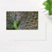 Peacock (Desk)