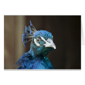 peacock (Front Horizontal)