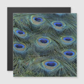 Peacock20160301 (Front/Back)