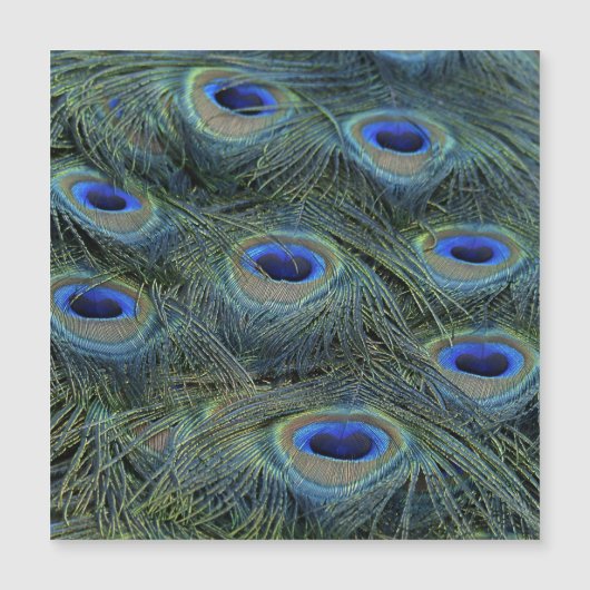 Peacock20160301 (Front)