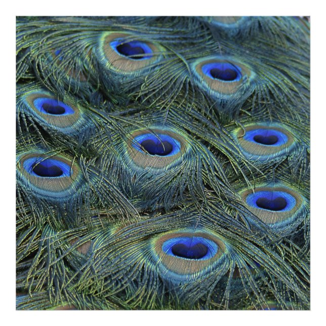 Peacock20160301 Photo Print (Front)