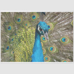 Peacock 1 Wall Art Decoupage Tissue Paper