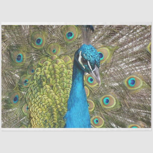 Peacock 1 Wall Art Decoupage Tissue Paper (Front)