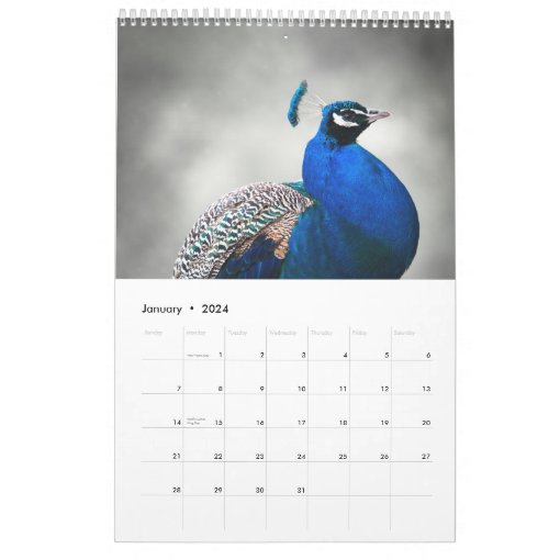 Peacock 2023 calendar Zazzle