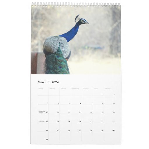 Peacock 2023 calendar Zazzle