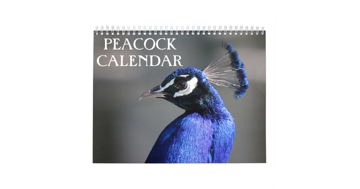 Peacock 2024 calendar Zazzle