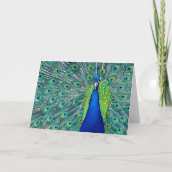 Peacock #2-greeting Card by rgkphoto at Zazzle