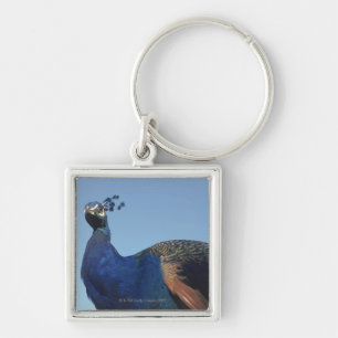 Peacock 2 keychain