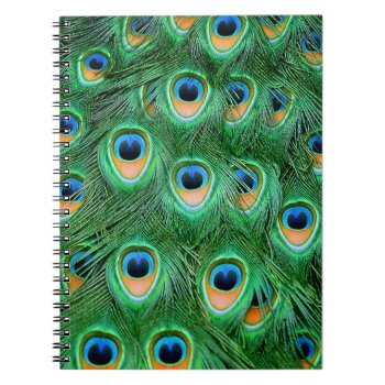 Peacock#2-notebook Notebook by rgkphoto at Zazzle