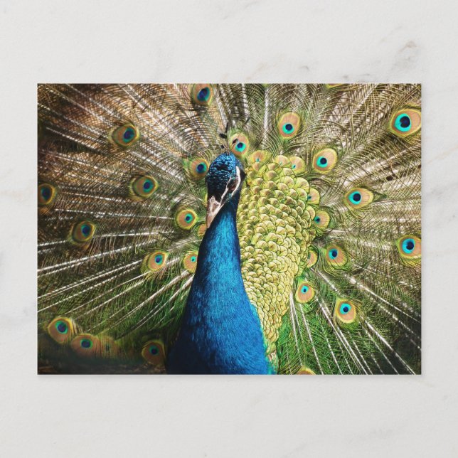 peacock-377 postcard (Front)