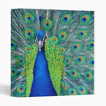 Peacock#3 3 Ring Binder by rgkphoto at Zazzle