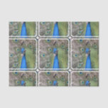 peacock-3.jpg tissue paper
