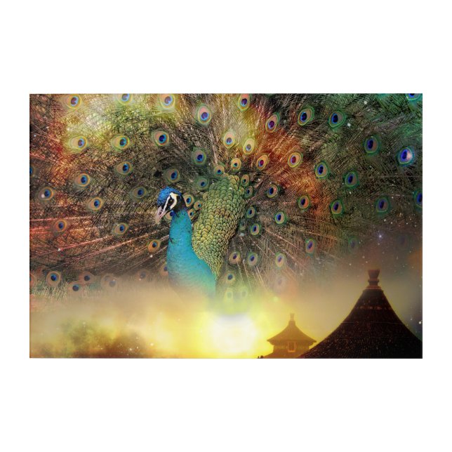 Peacock Acrylic Print (Front)
