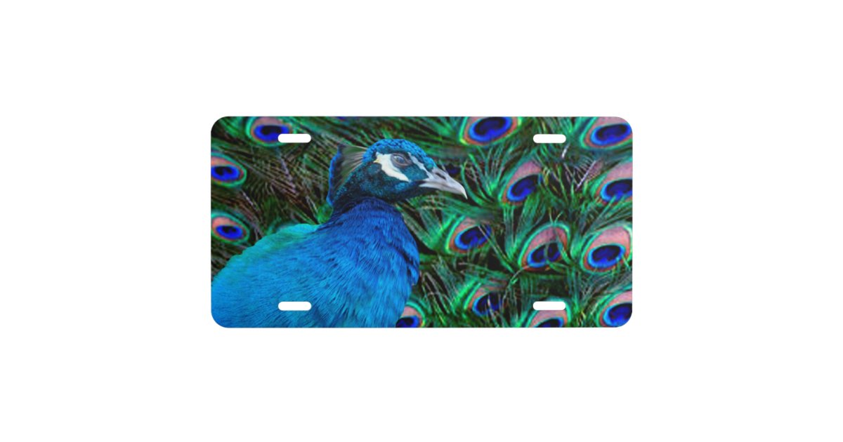 Peacock and Feather License Plate Zazzle