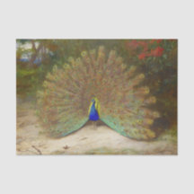 Peacock and Peacock Butterfly, Art Illustration